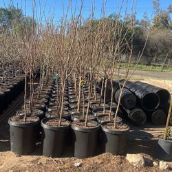 15 Gallon Fruit Trees 