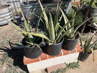 Aloe Vera, Sabila 