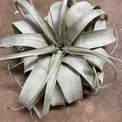 Tillandsia Xerographica AirPlant