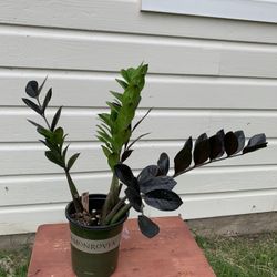 Raven ZZ Plants