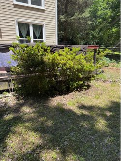 Guardian plants for sale