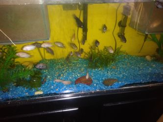 pecera de 35 galones co 60 pescados$160