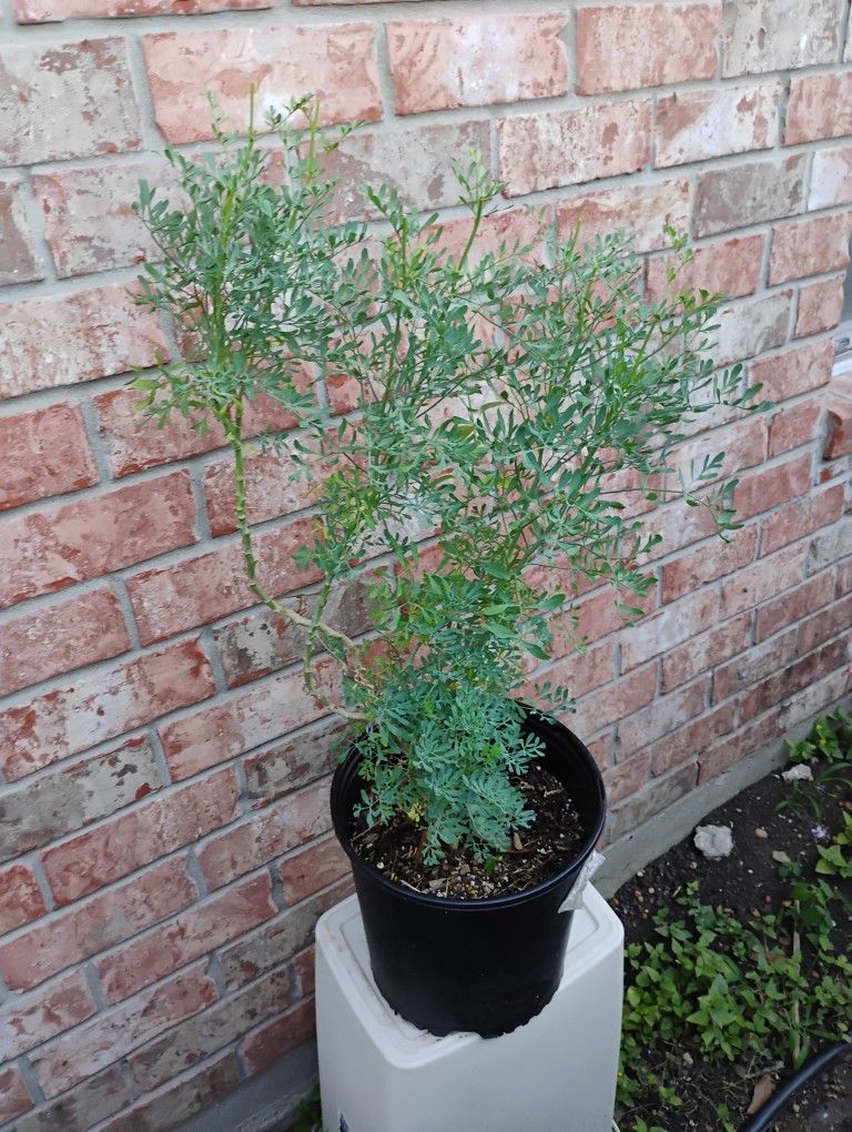 Ruda Plant