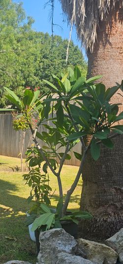 PLUMERIA cuttings from Hawaii