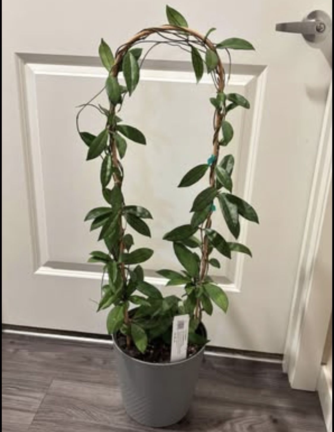 Big Hoya Crassipetiolata Arch height of vines more that 40”
