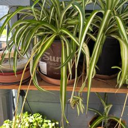 Live Plants