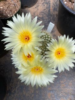 Cactus