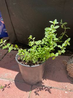 Oregano