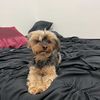 ari