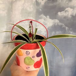 Small Spider Plant