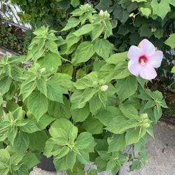 2 Plant’s Flowers Blume Best Offer!!!