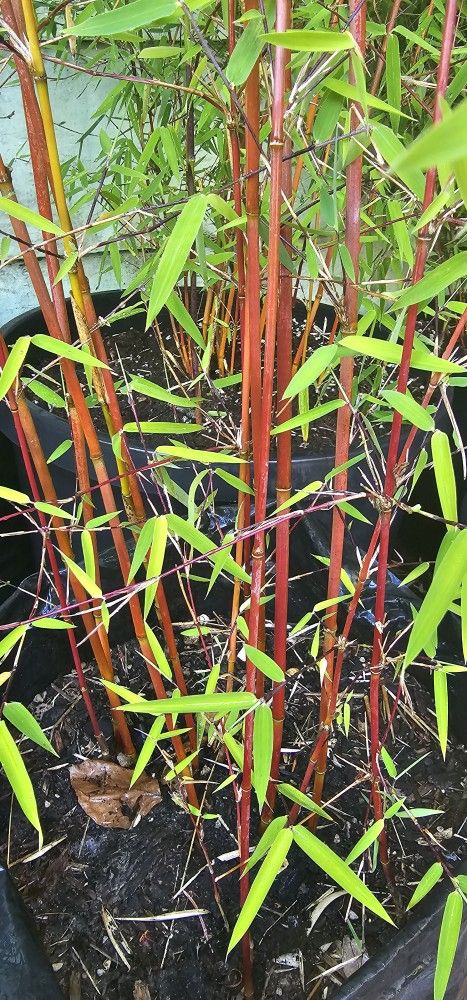 Fargesia Red Dragon Clumping Bamboo