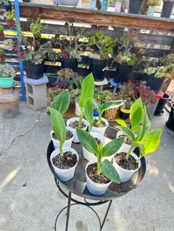 Yellow Canna lilies