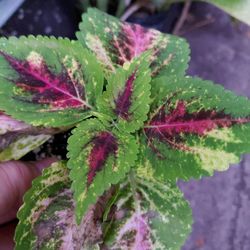 Coleus plants houseplant