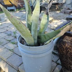 Free Agave Plants