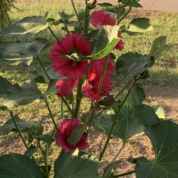 Red flower plants floral plants bag of seeds