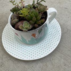 Mary Poppins Succulent Cup