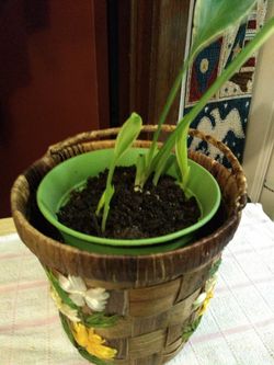 Healthy Medium Monstera Plant
