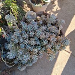 Cactus And Succulents.
