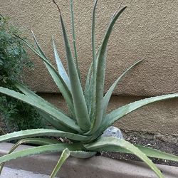 Aloe Vera