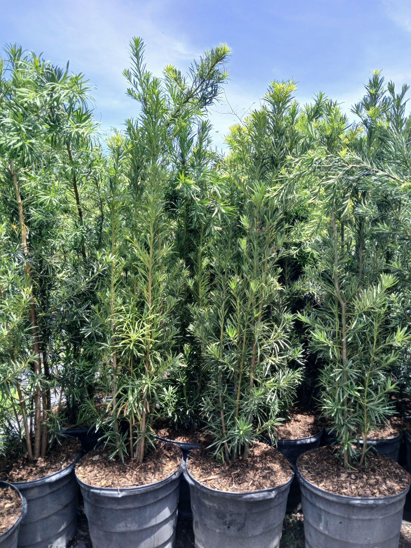 Podocarpus privacy hedges on sale now $45