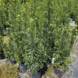 podocarpus all sizes  available 