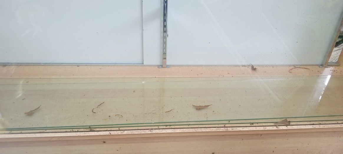 Display Cabinet's Very Good Condition Have Two Of Them All Glass Is With Them125 For Both