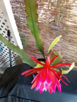 Epiphyllum