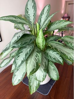 Easyplant - Large Silver Bay Plant w/ Self Watering Pot
