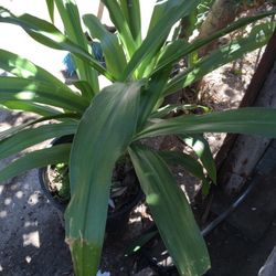 Planta De Sombra