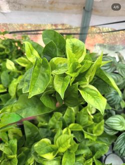 Monet Sol Pothos - 4inch