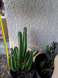 Stepaleia Gigantica (Stinky Cactus)