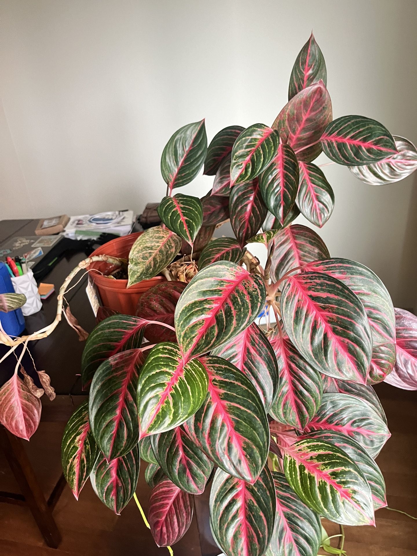 Large Chinese Evergreen Plant 