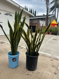 Tall and full snake plant 25$ each