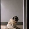 Pancho