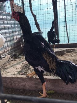 Game Rooster Gallos