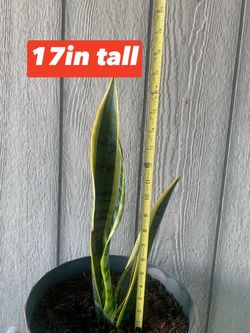 Snake plant with pot