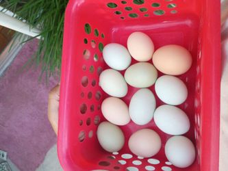Organic eggs
