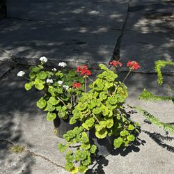 Plants For Sale 