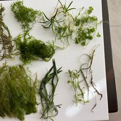 Easy Aquarium Plant Package