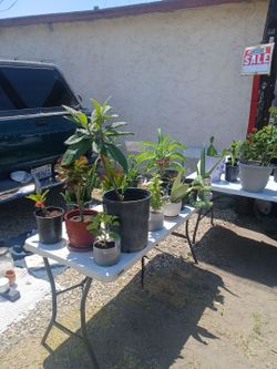 Plans for sale