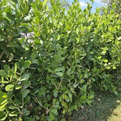 huge clusias over 6 feet tall  Instant  privacy Hedge for fence 