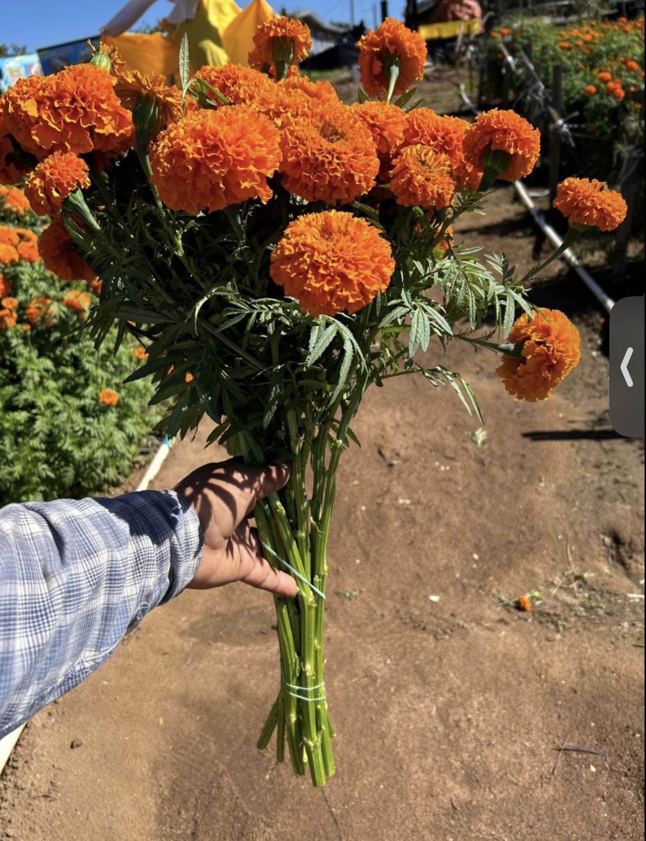 Fresh Marigold Flowers (Cempasúchil) – $5 Bundle