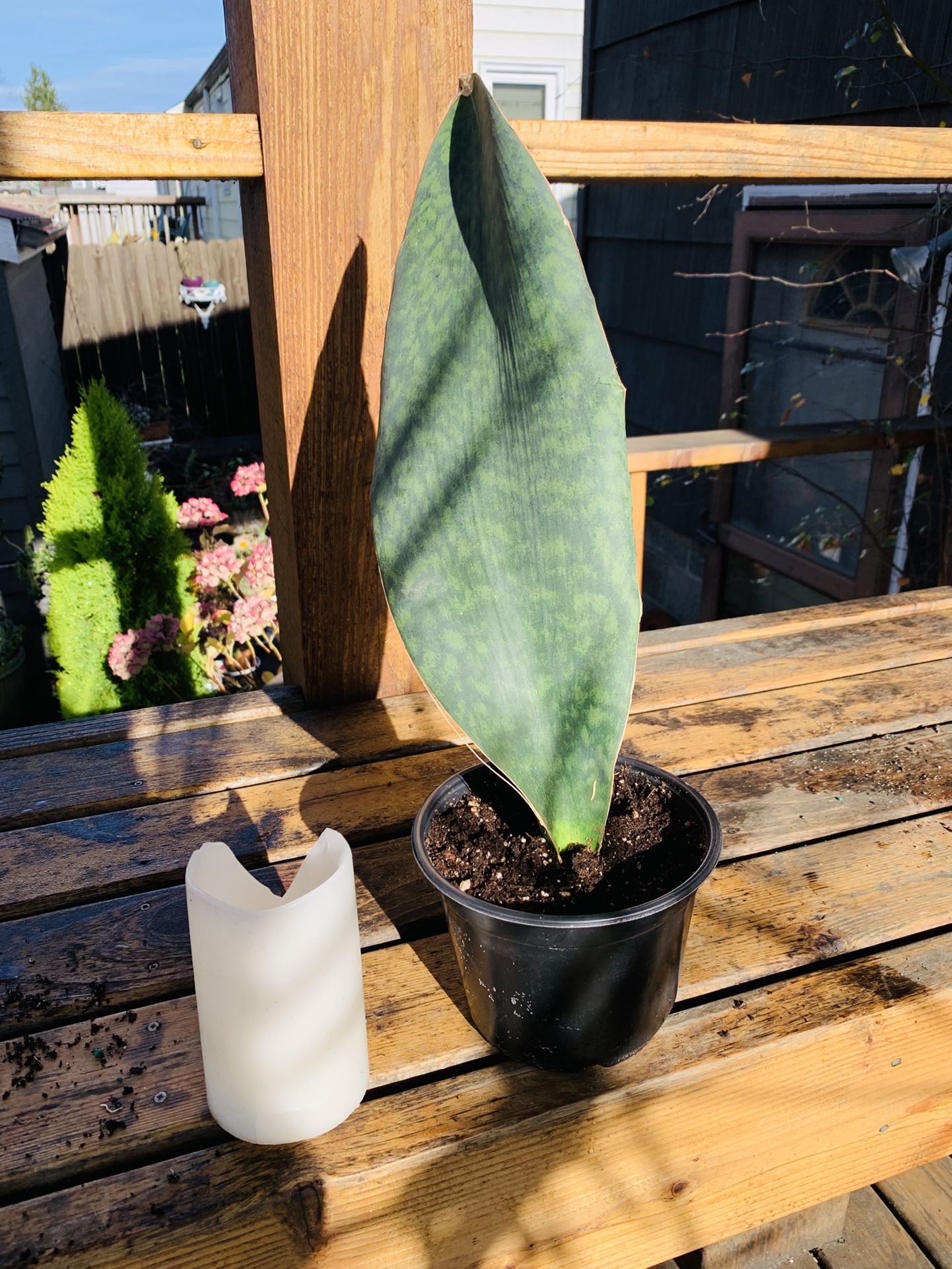 Live indoor Whale Fin Snake 🐍 plant in a plastic nursery planter pot—firm price