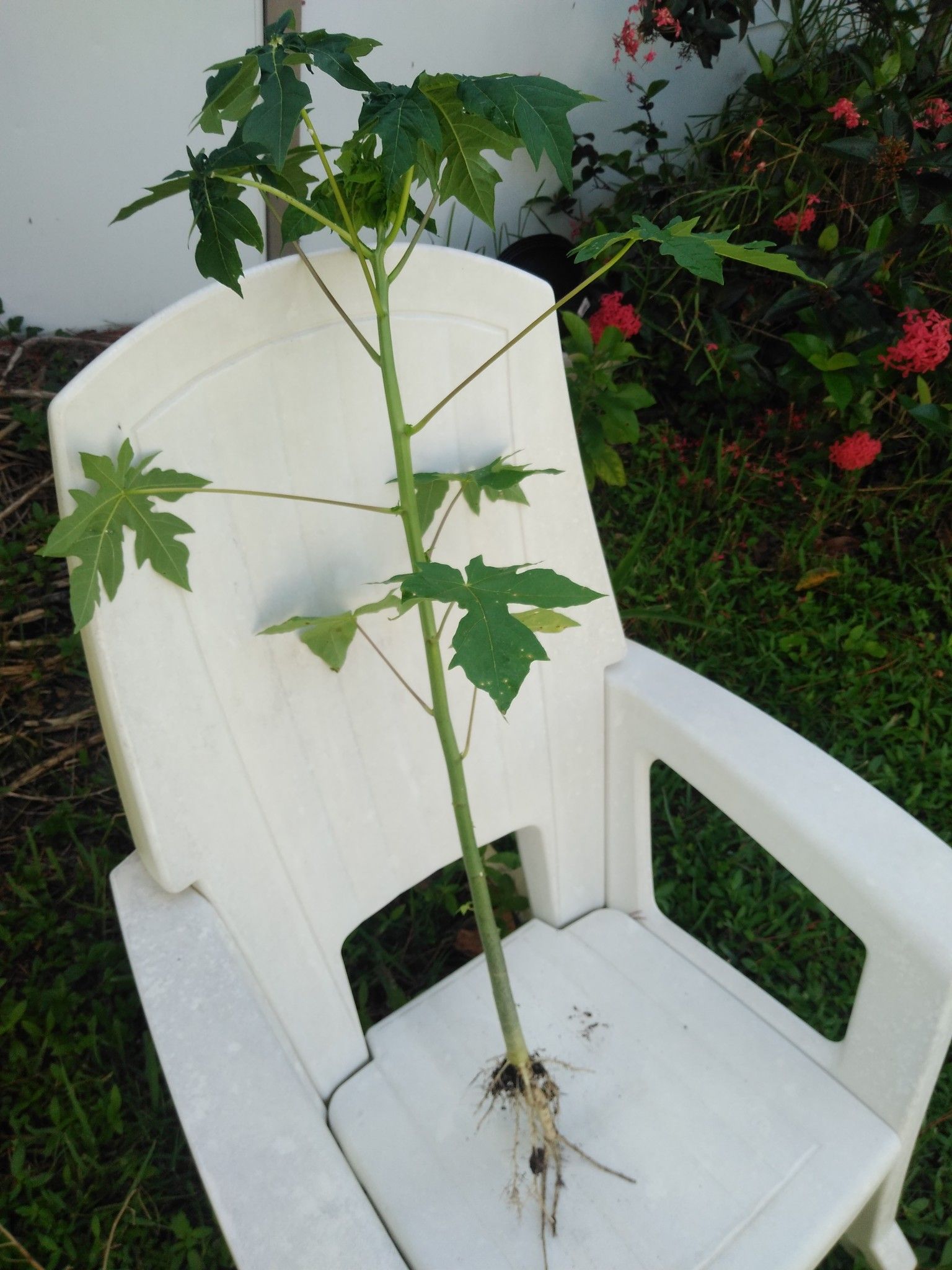 Papaya tree