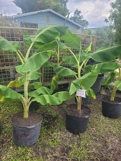 Banana 7 gallon