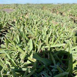 Fresh Sod! St. Augustine Flortam, Palmetto, Bahia