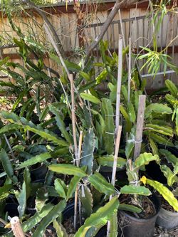 Dragon Fruit Plants 5-6 Feet Tall Sale!  $20.00