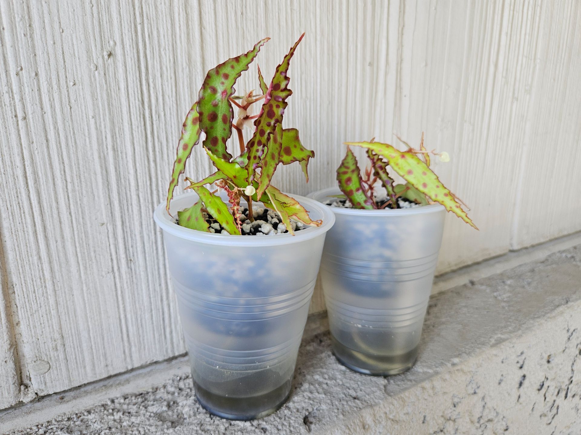Begonia Amphioxus plants