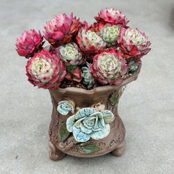 Succulents plants （Echeveria secunda.El Encino）